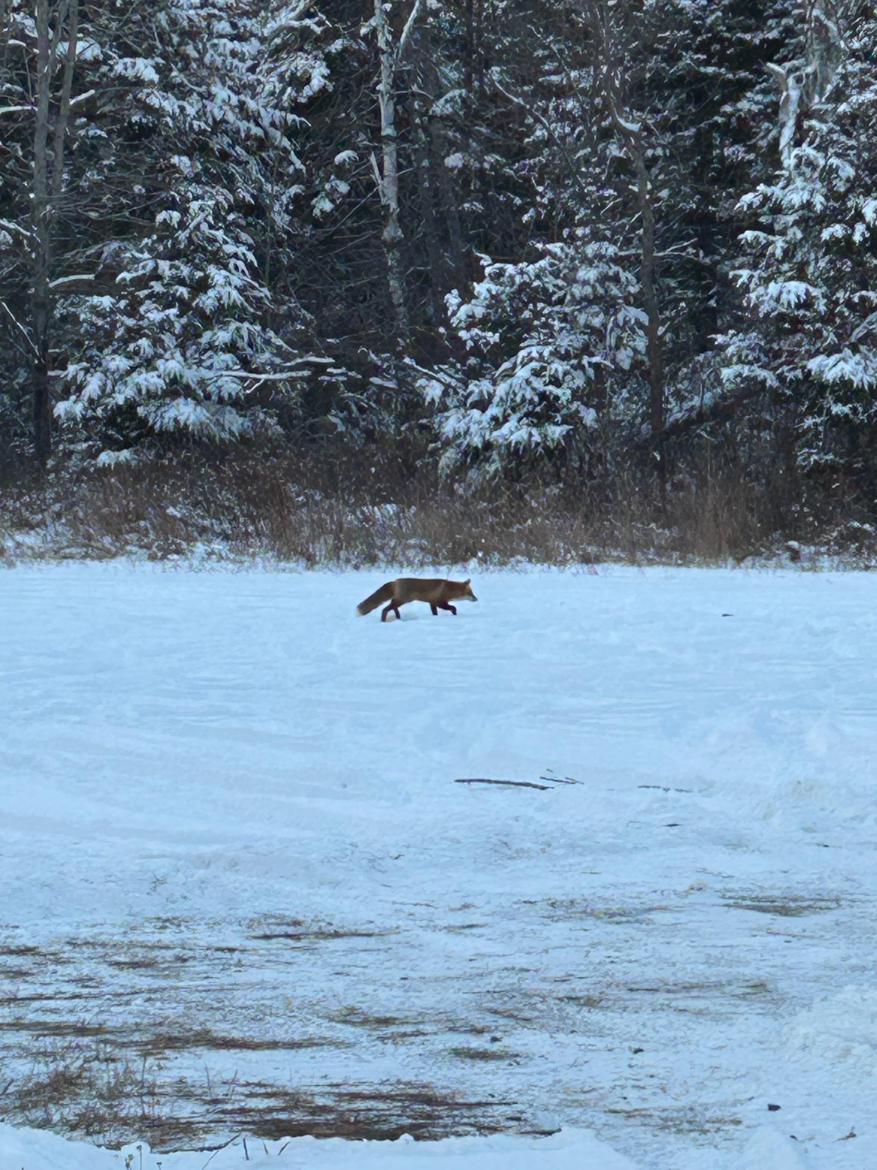 Fox at Lilly Bay