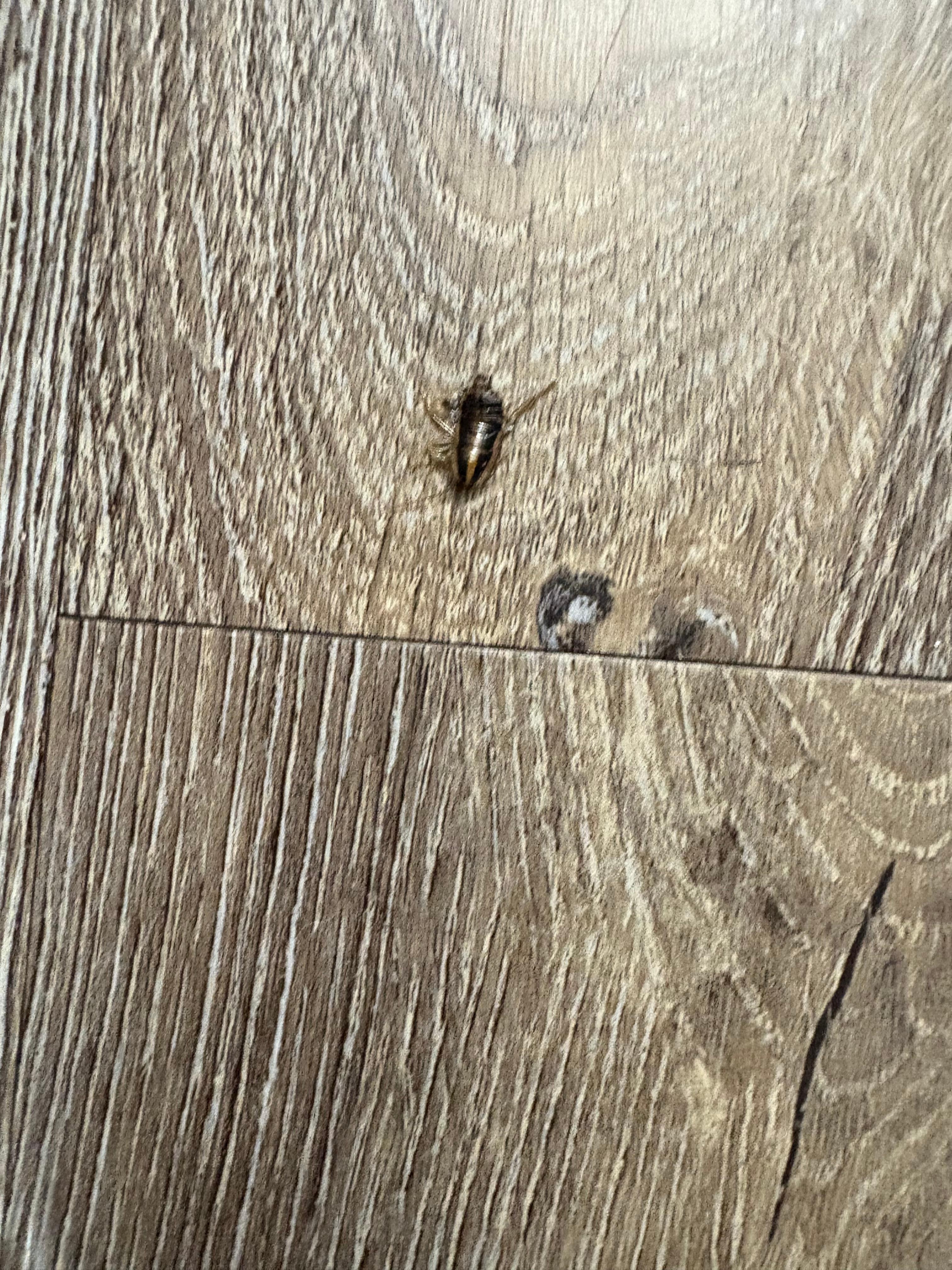 Roach #2.

Other two flushed down bathtub drain.