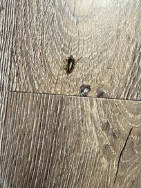 Roach #2.
Other two flushed down bathtub drain.