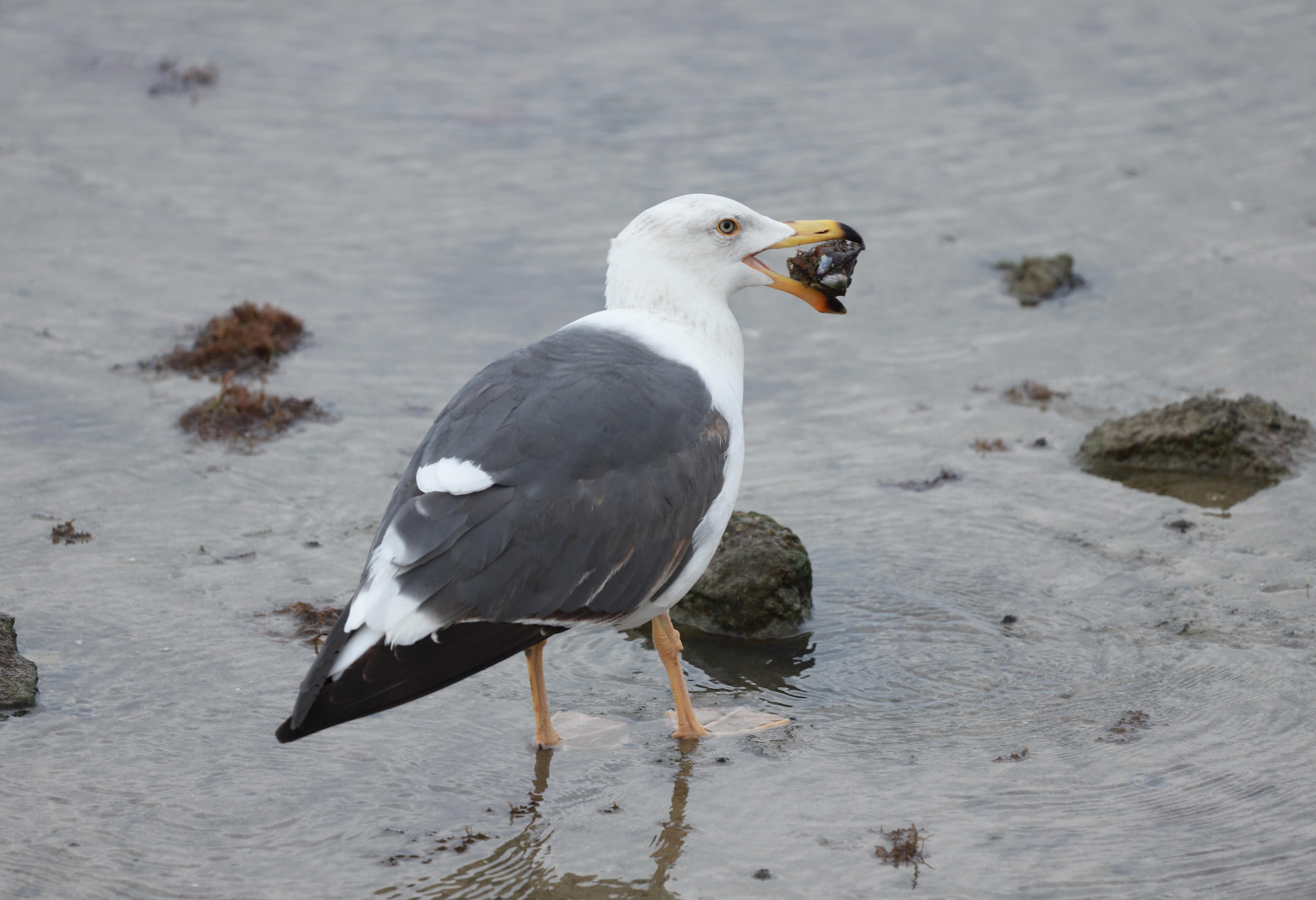 Yellow-footed Gull
