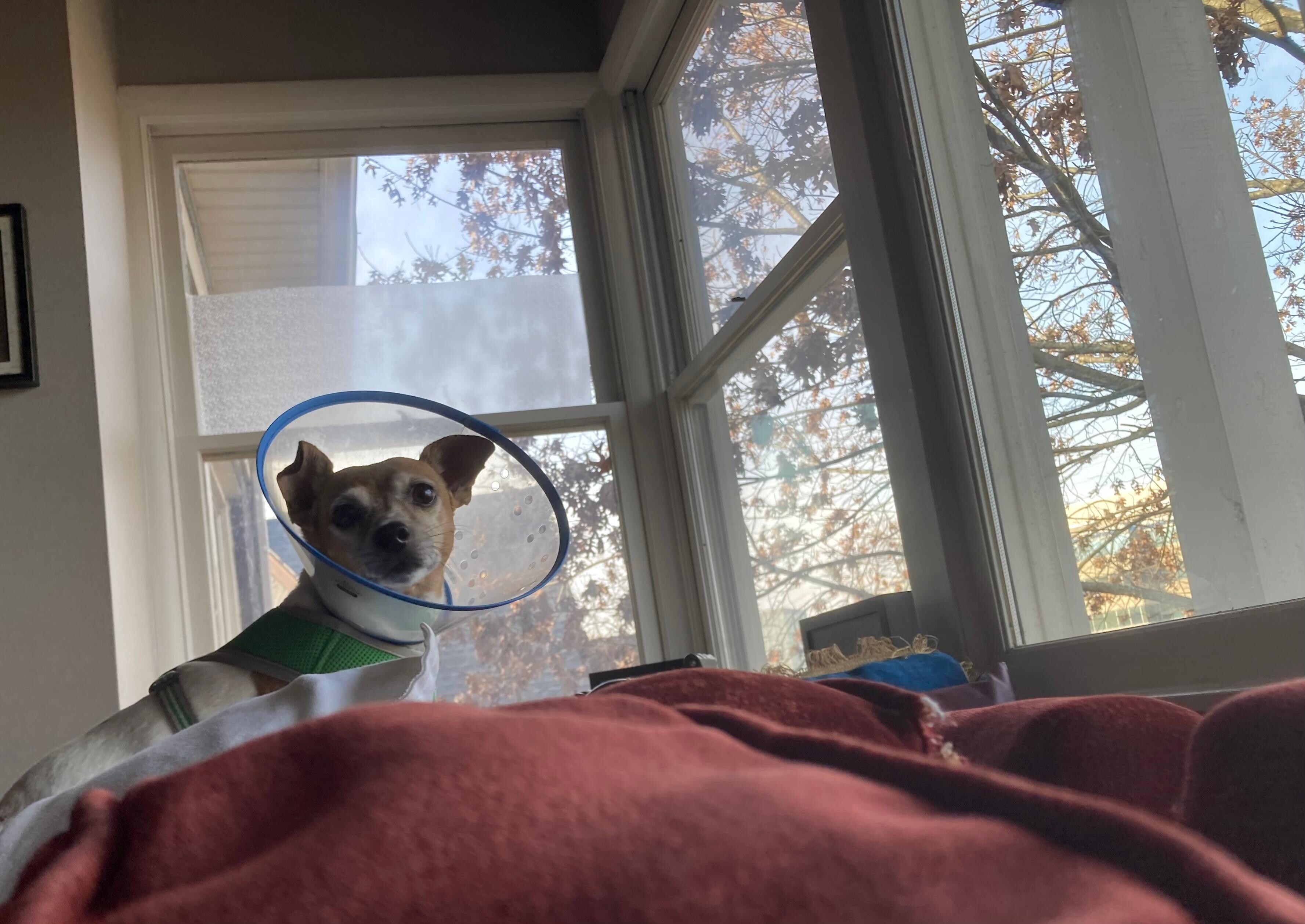 Dog enjoyed the amount of space too