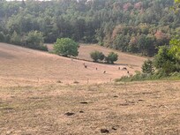 Zoom sur les vaches