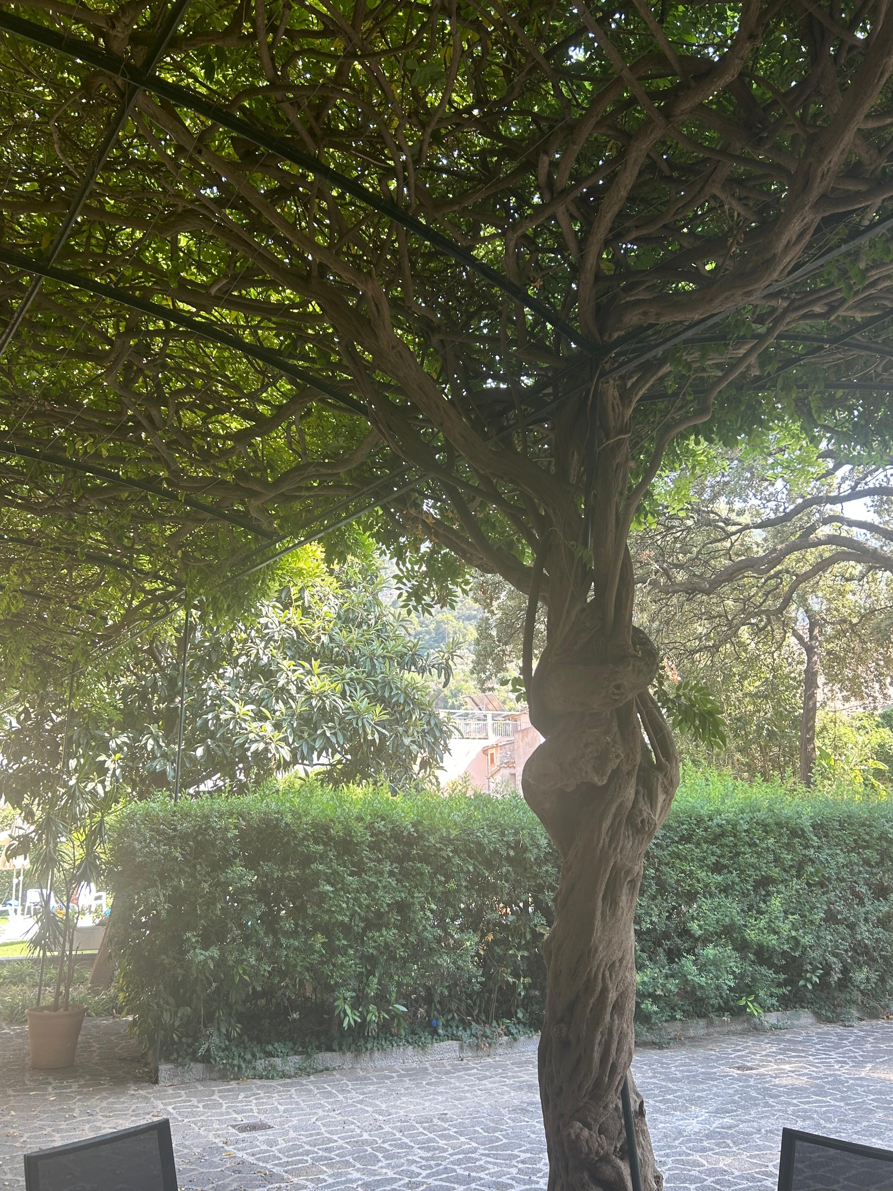 Architectural Wisteria - Awesome 