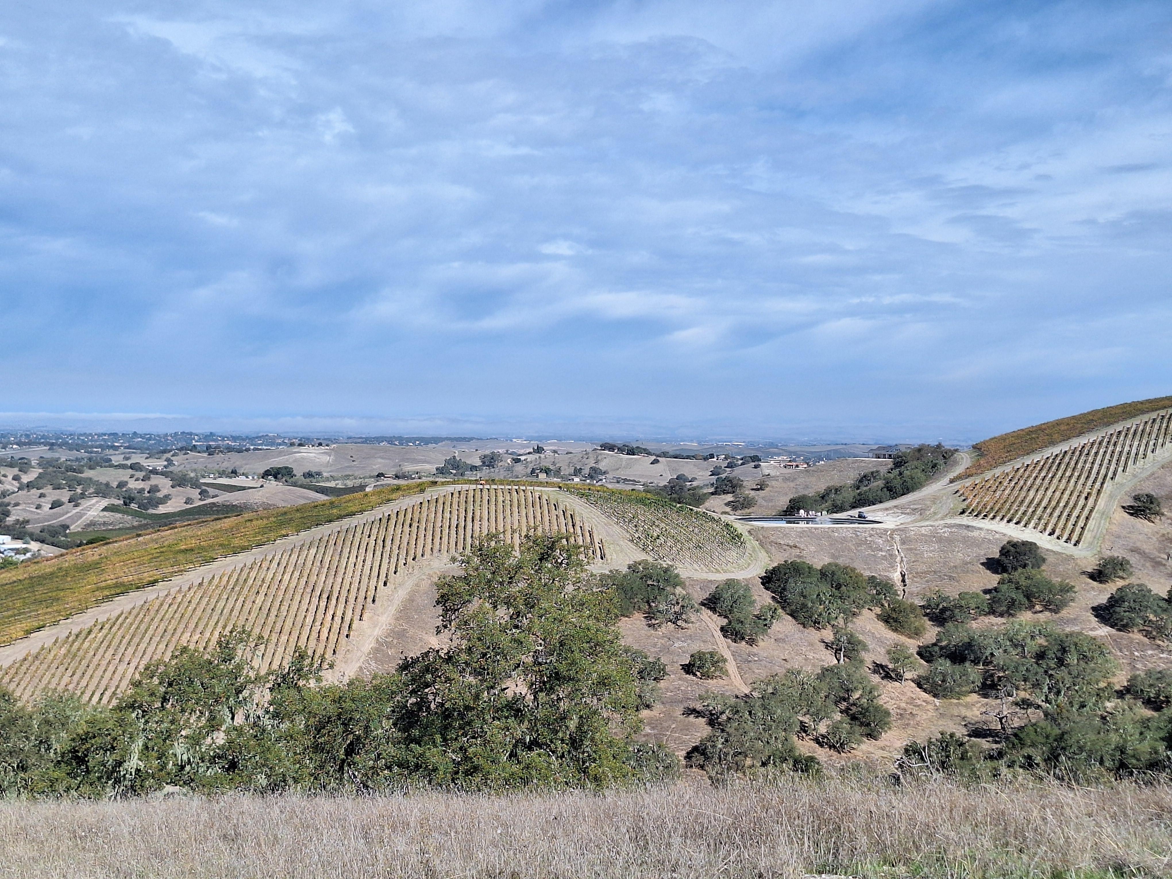 Views of vineyard next to property from top of hill.
