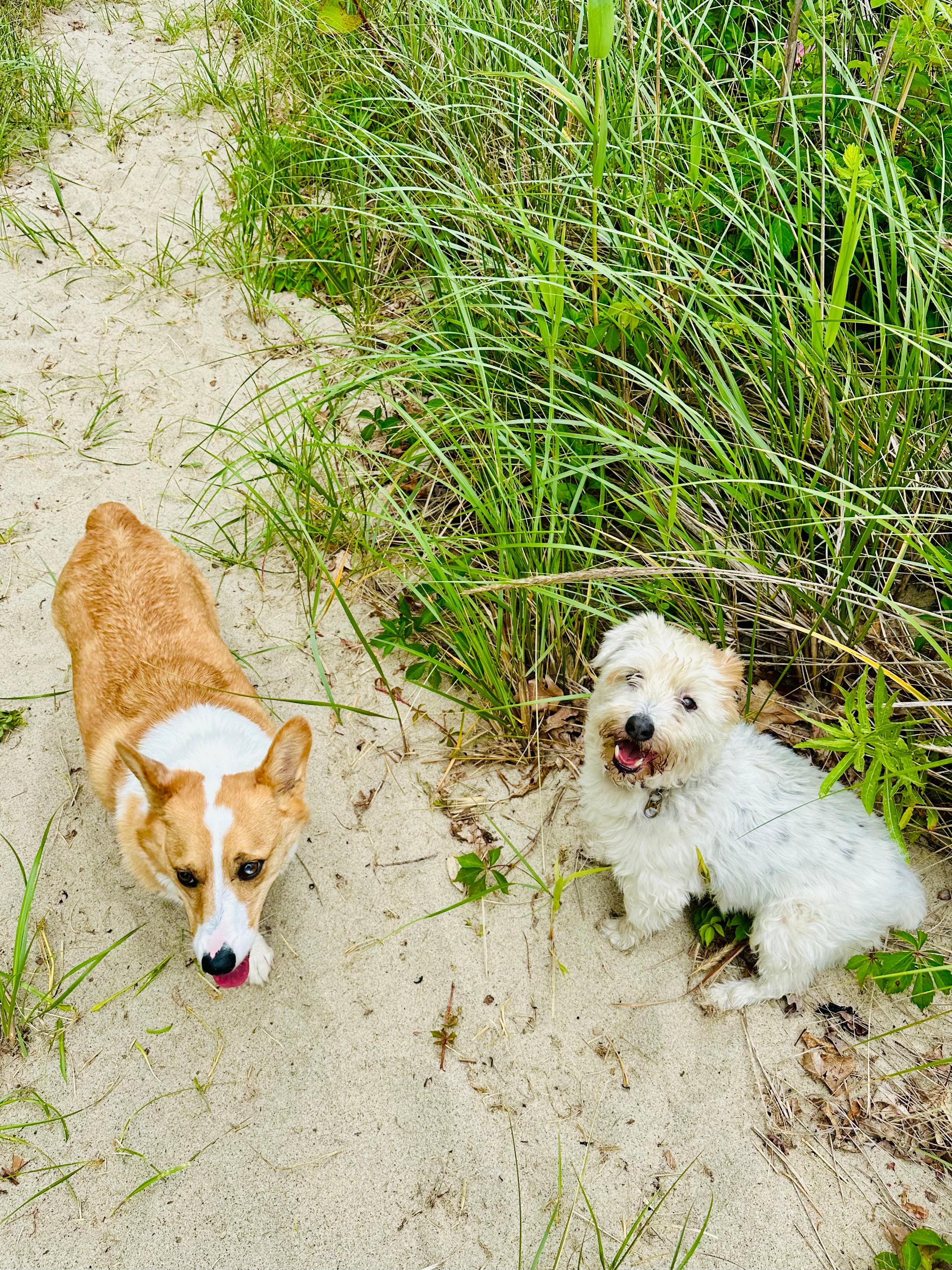 Pups loved it down on the beach