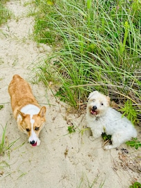 Pups loved it down on the beach