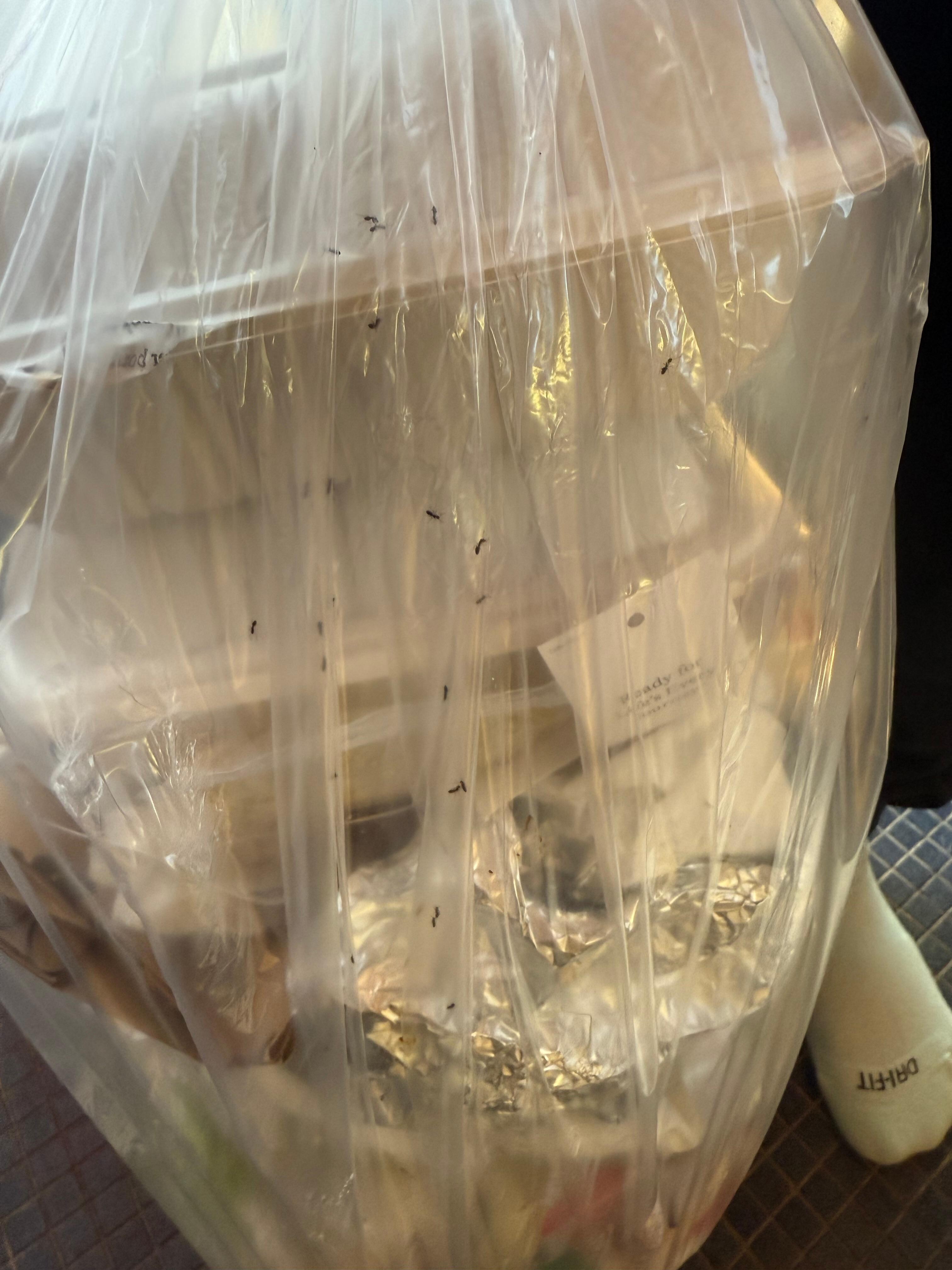 Ants all in the garbage, forgot to take a pic of them on the counter