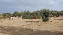Field next to property