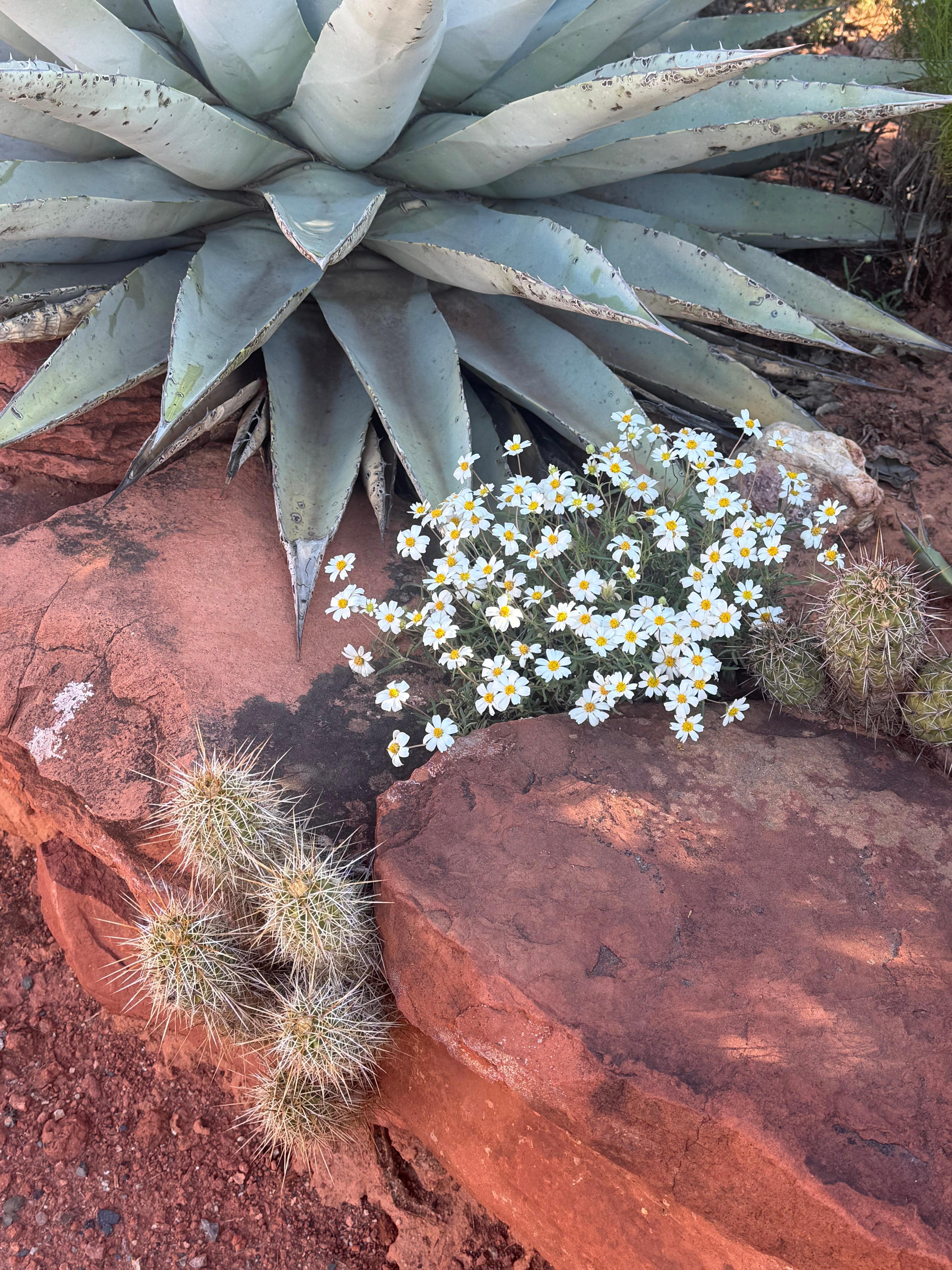 Desert plants out front