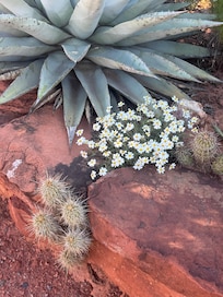 Desert plants out front
