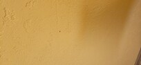 More ants