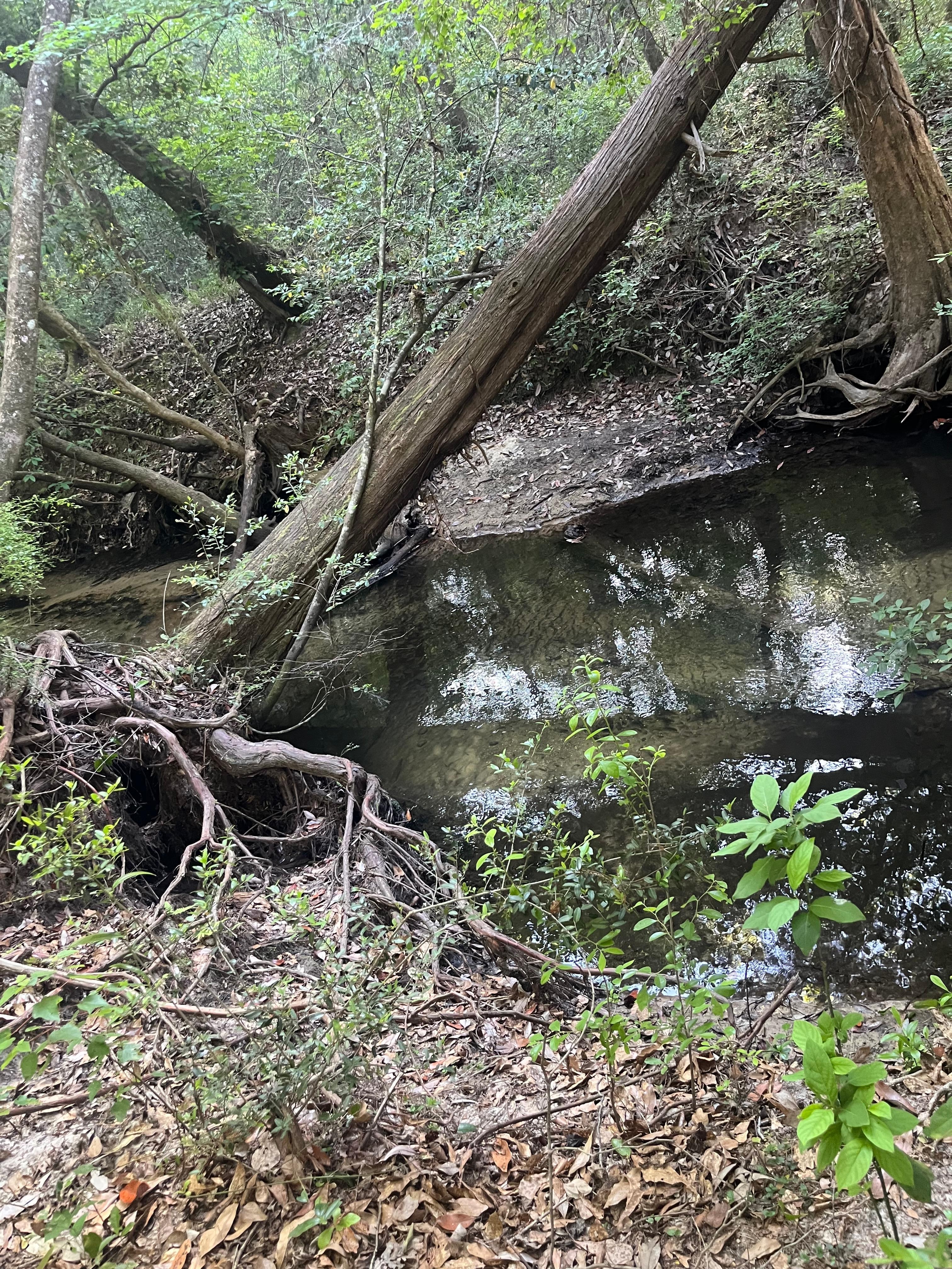 Creek view