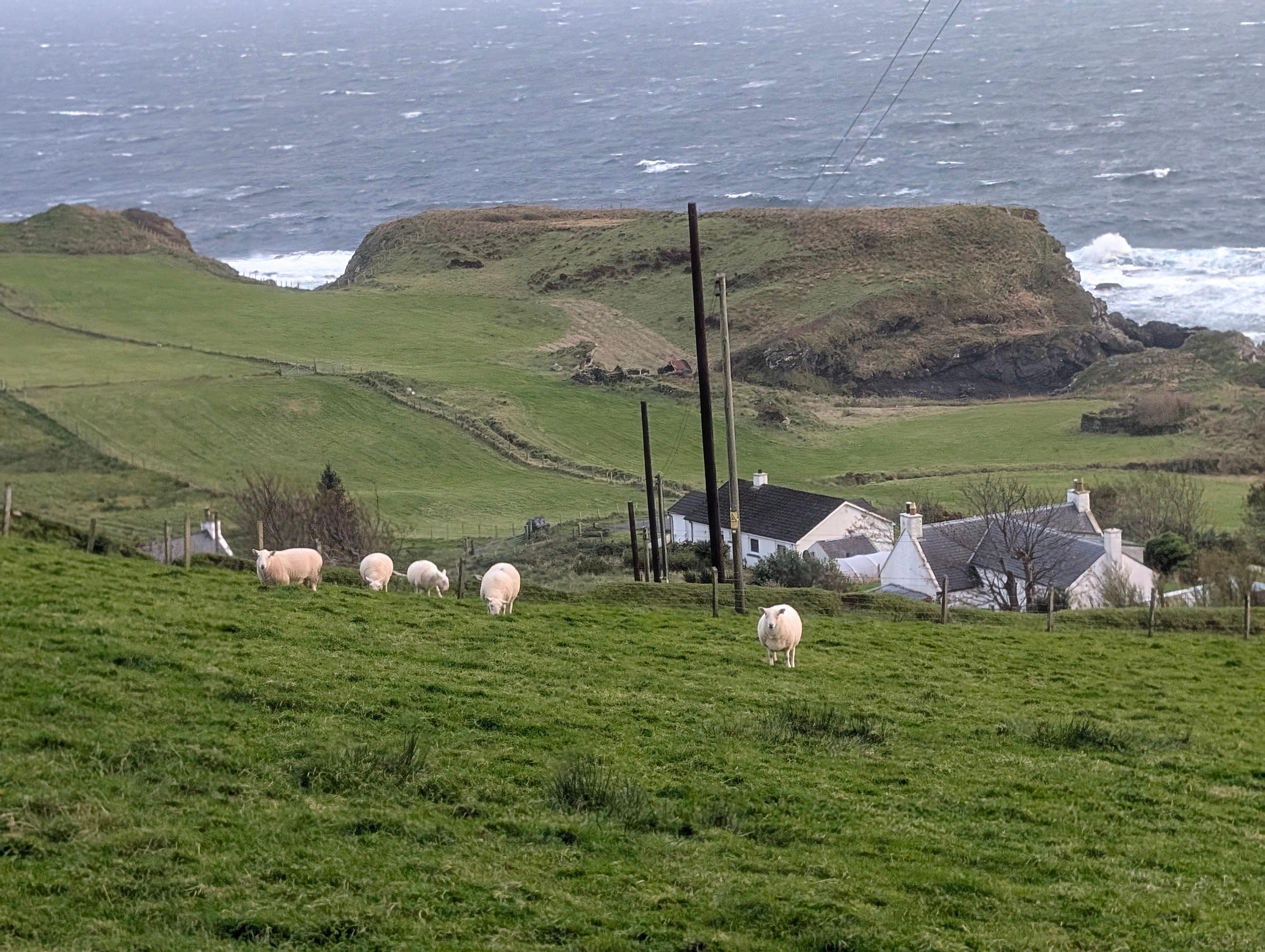 Sheep in field near house