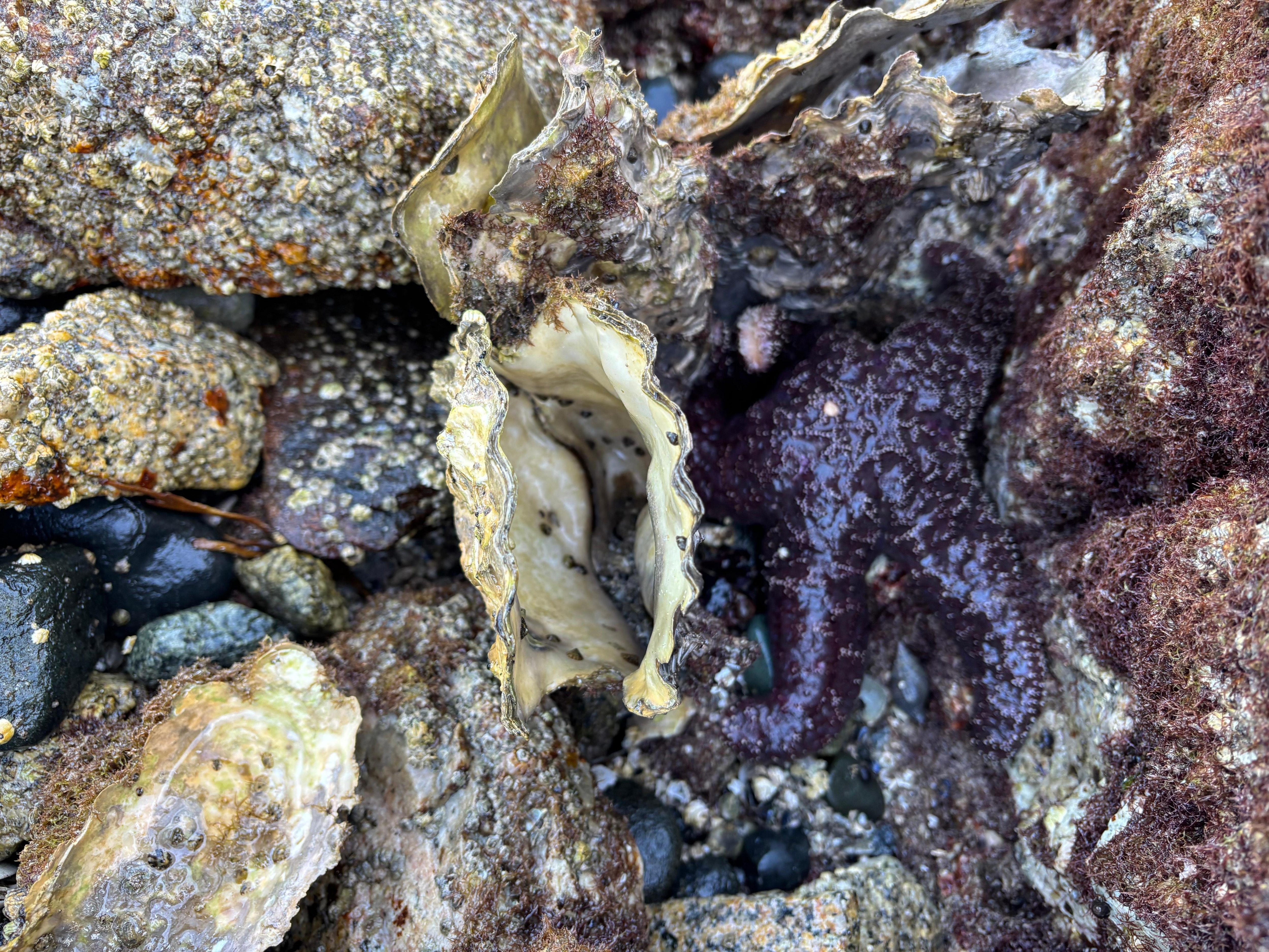 Starfish and an oyster shell down at the beach below the house