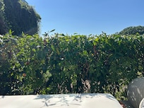 Ocean view from patio