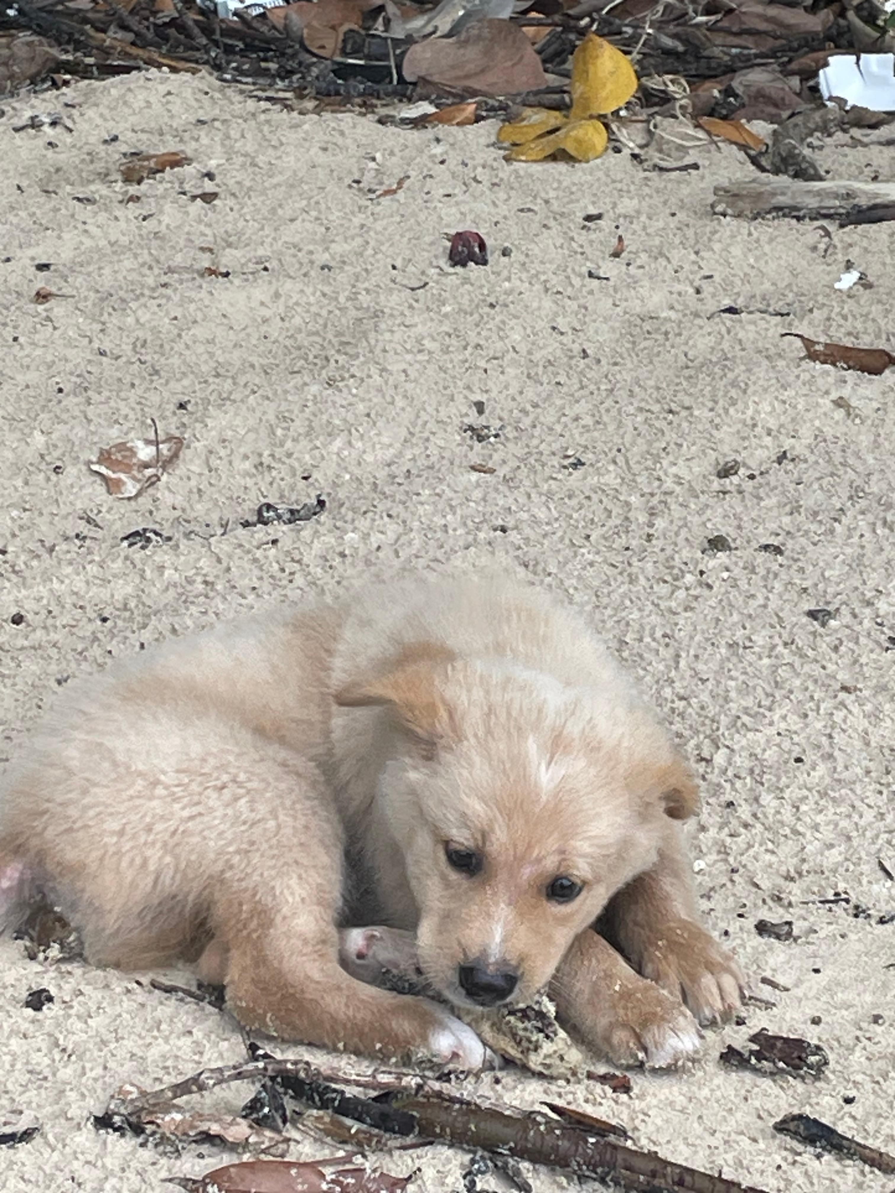 Cute puppy on the nearby beach