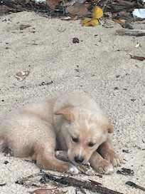Cute puppy on the nearby beach