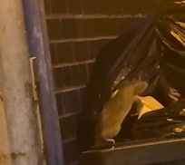 Rat in bin area right next to front door. There was lots!