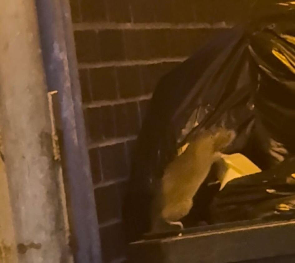 Rat in bin area right  next to front door.  There was lots!
