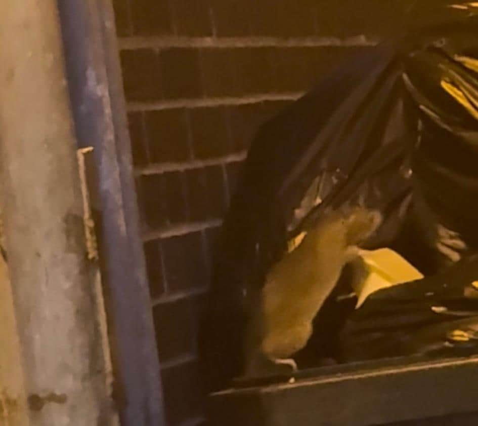 Rat in bin area right next to front door. There was lots!