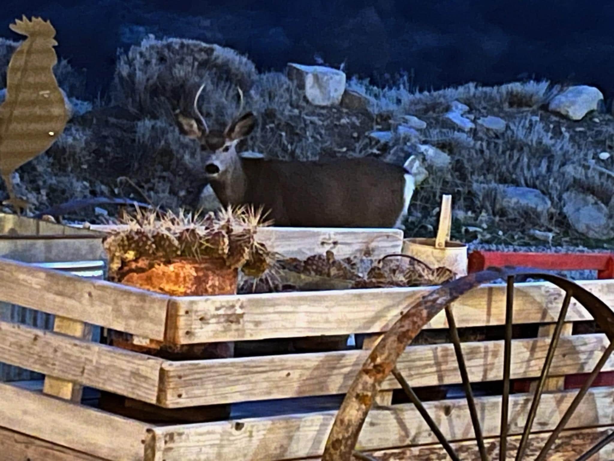 Visitor first spotted 6' outside the window