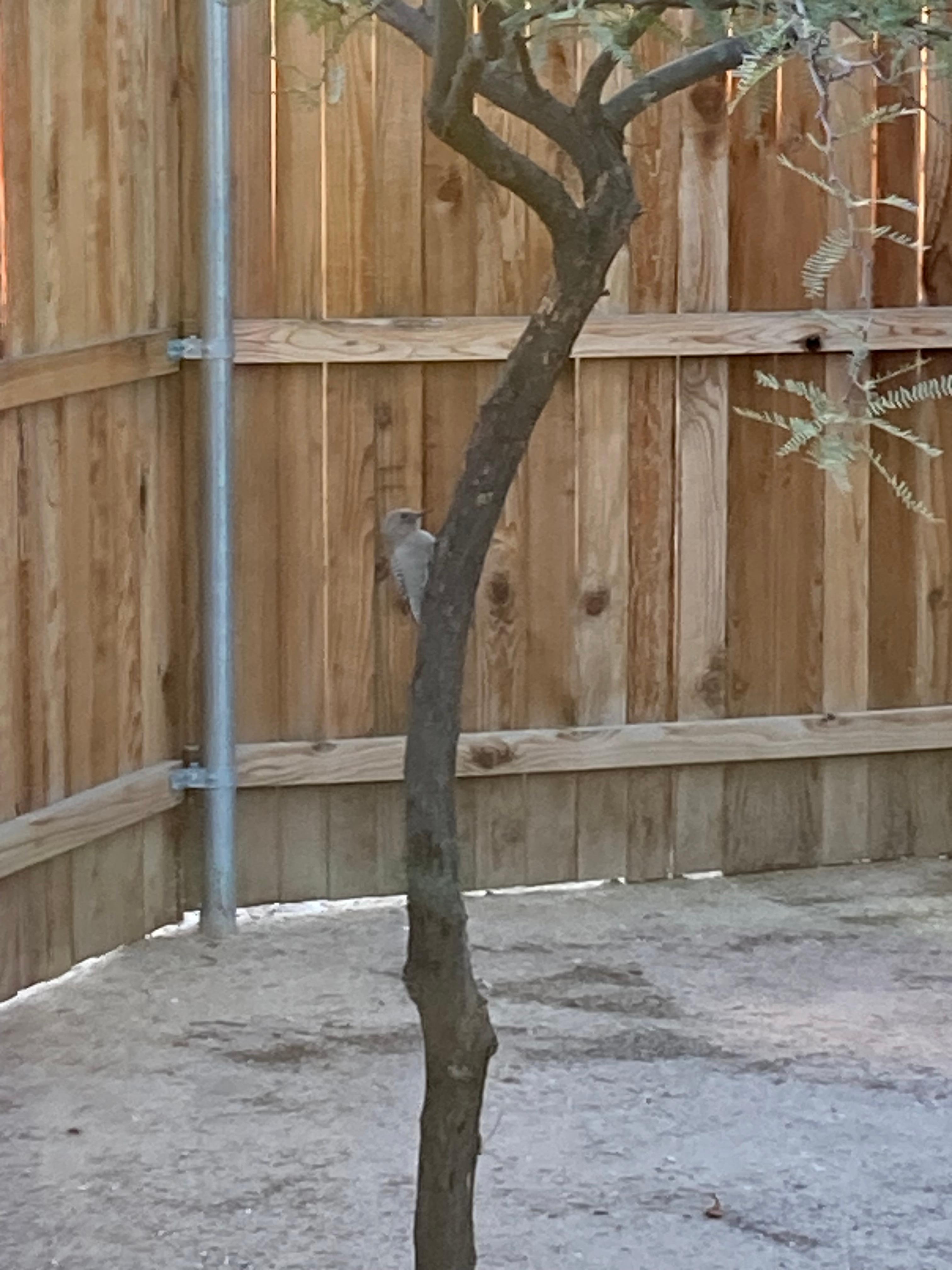 Loved watching birds on the patio!