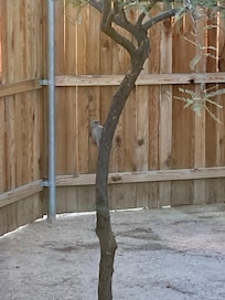 Loved watching birds on the patio!