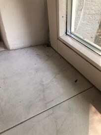 Totes Getier auf Fensterbank