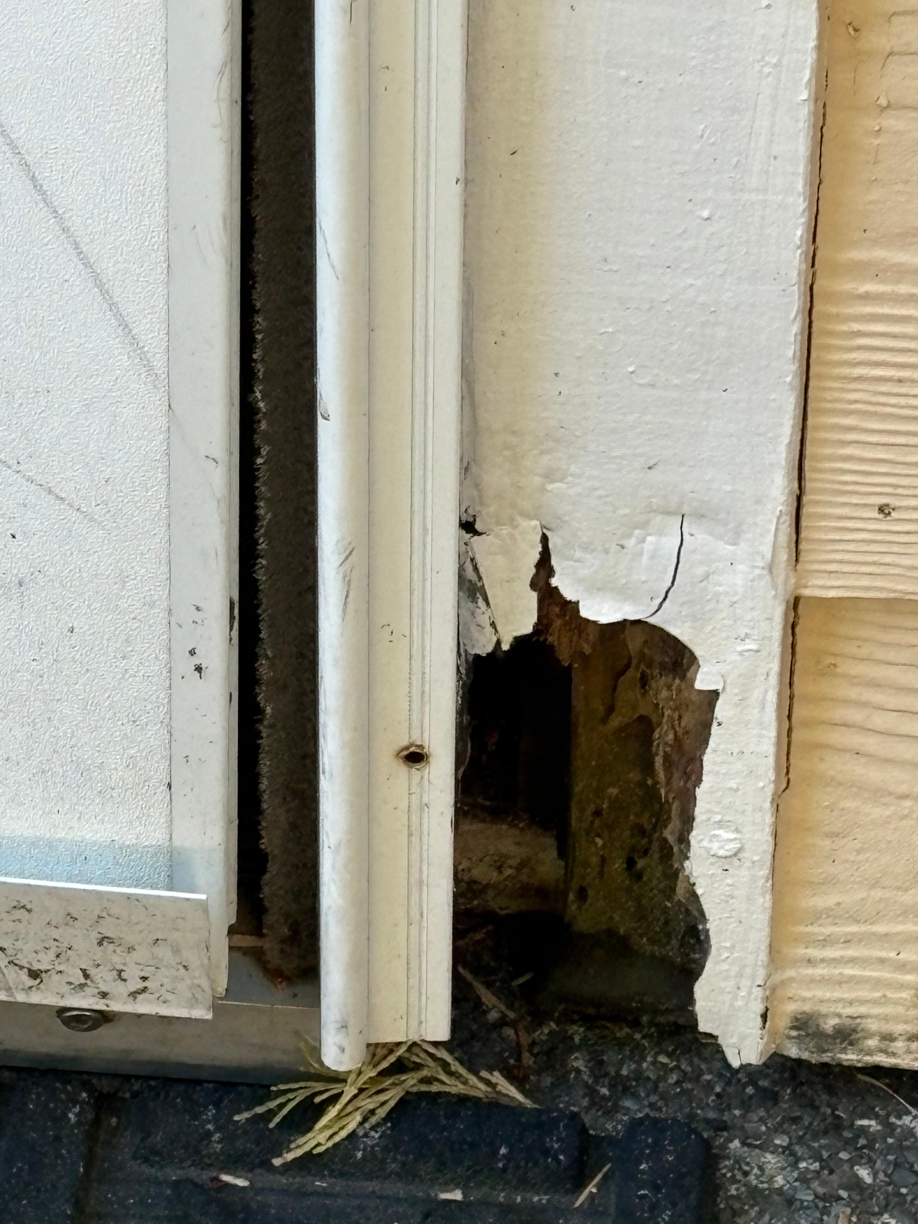 Huge rat hole in the entrance of the home/