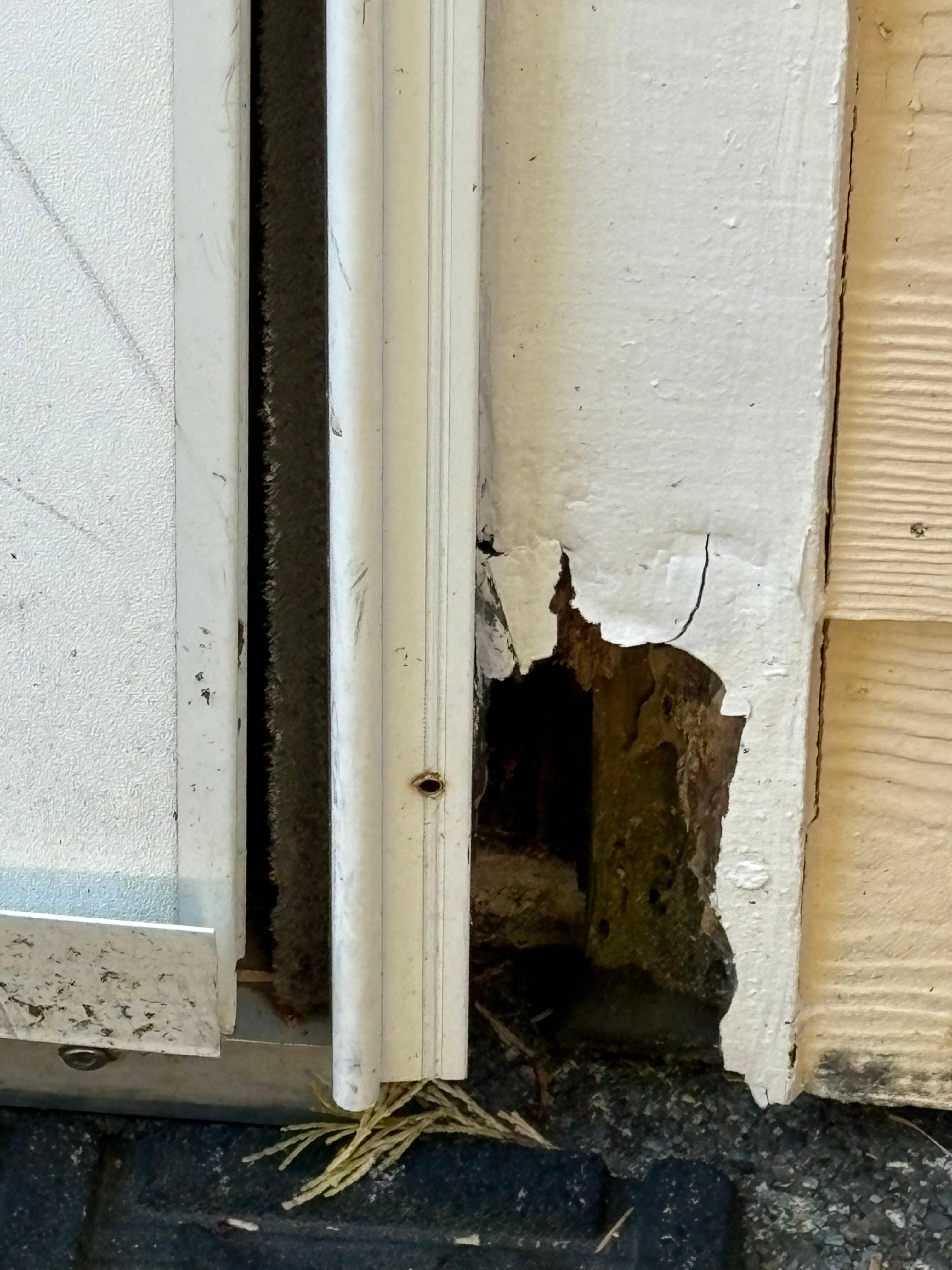 Huge rat hole in the entrance of the home/