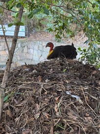 Bush Turkey building a nest next to Hotel it was fascinating to watch