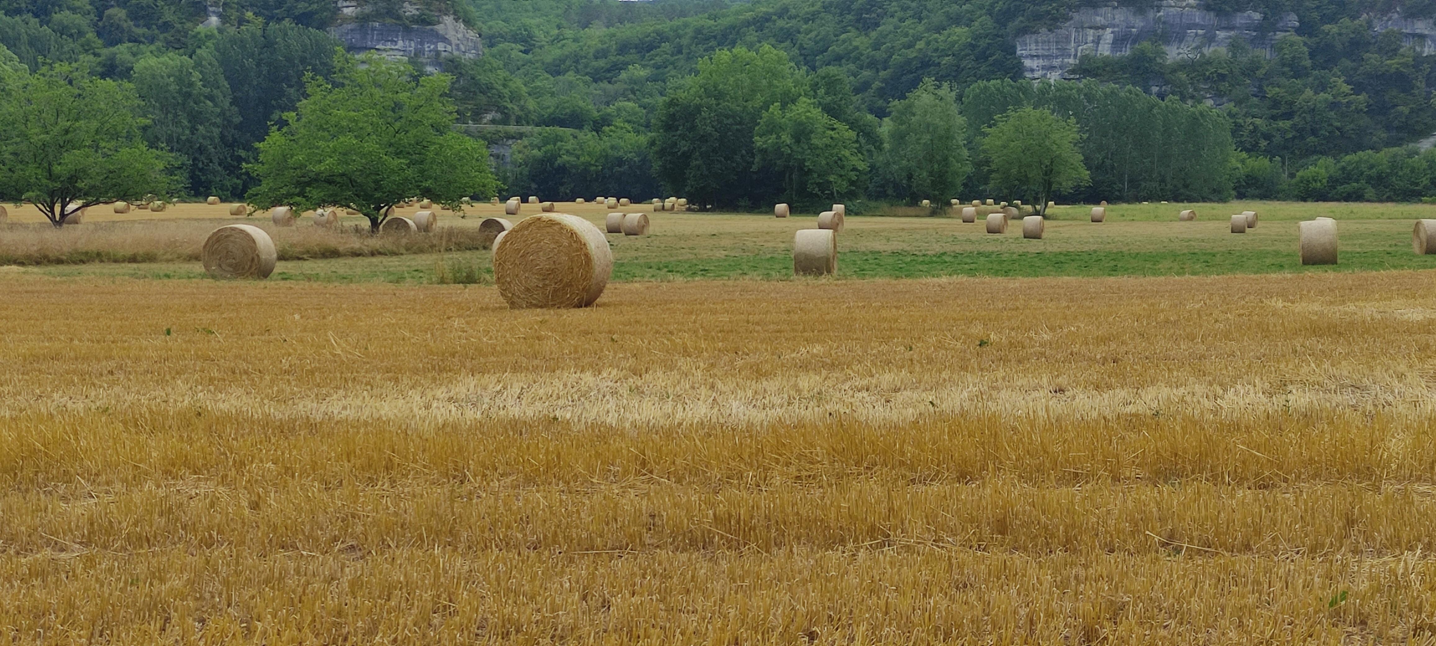 Champ à proximité de la maison