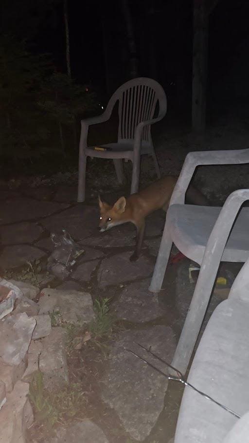 Visitor at the fire pit.