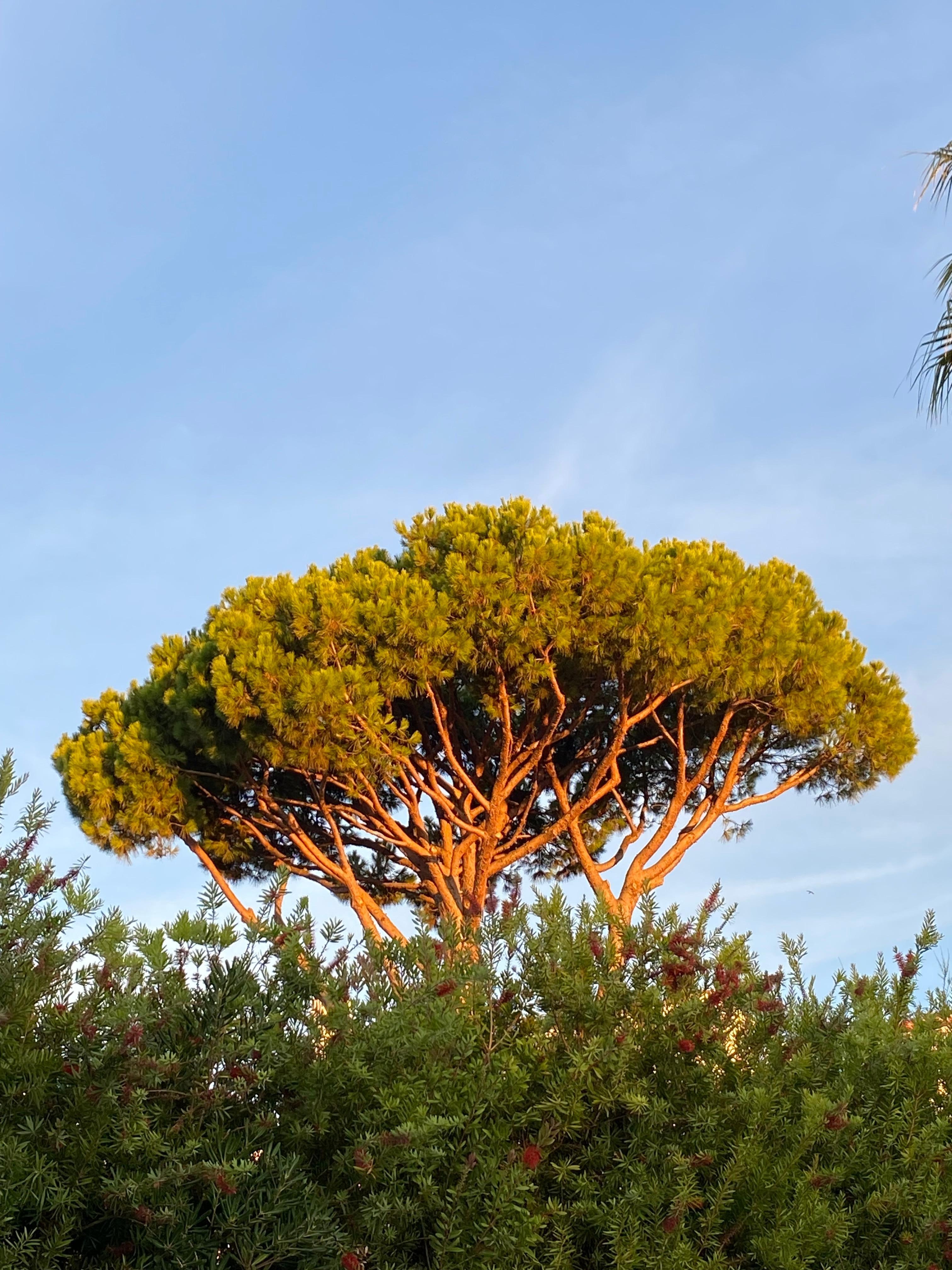 Sunrise on the tree from the pool patio