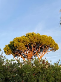 Sunrise on the tree from the pool patio