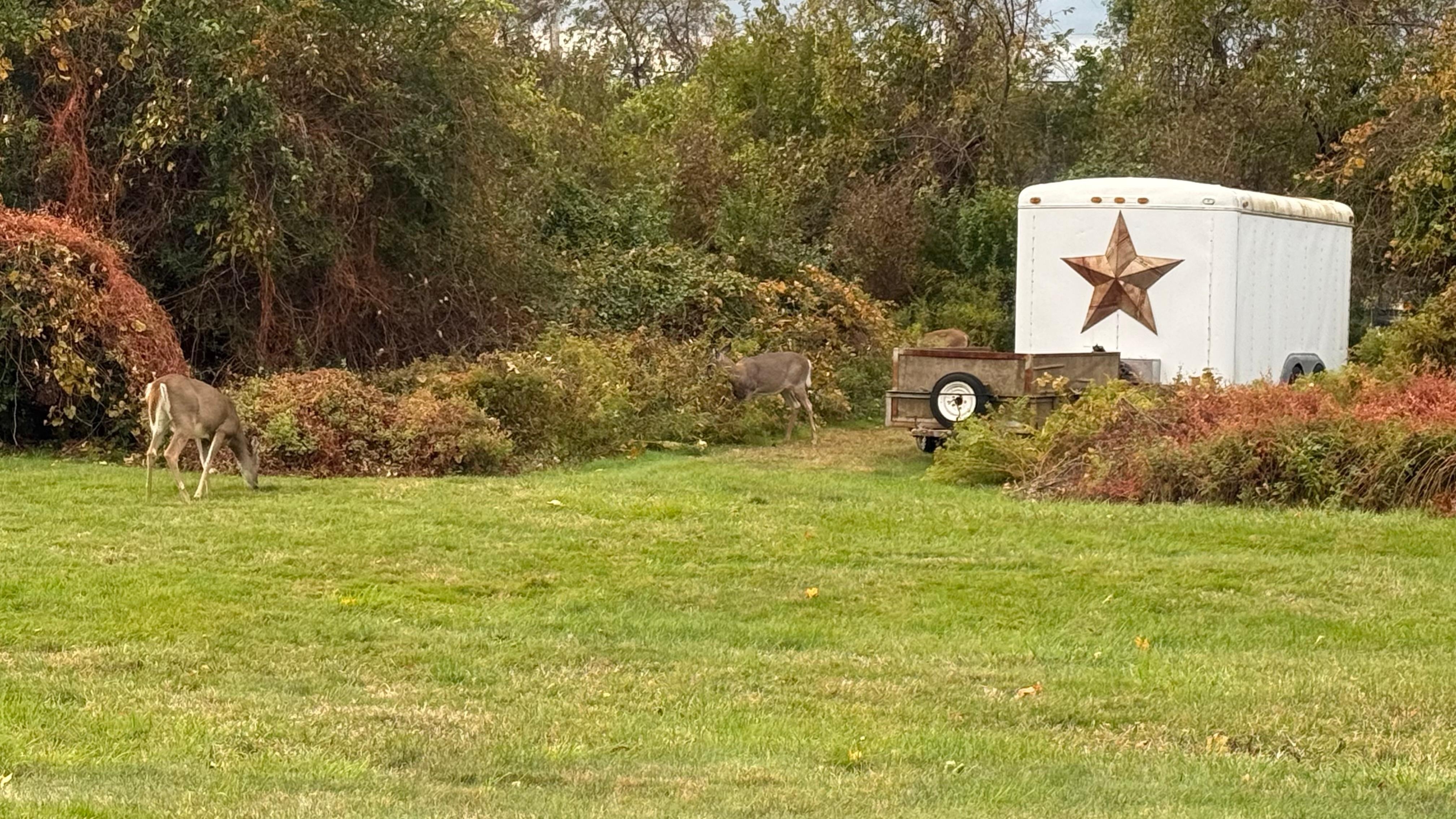 Deer on property