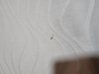 blood stain on the bed sheets that look fresh.