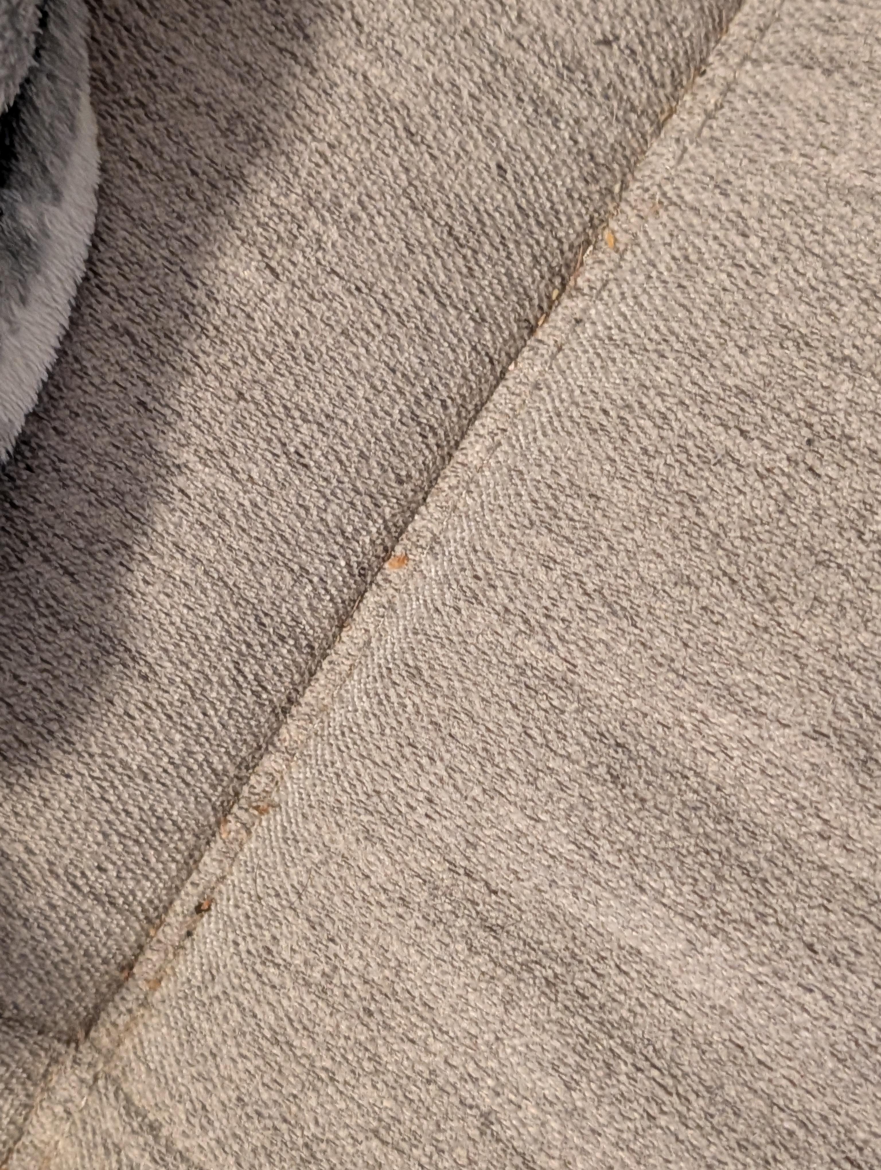 Couch after brushing what I could out. 