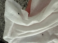 Mouse droppings while wiping up counters.