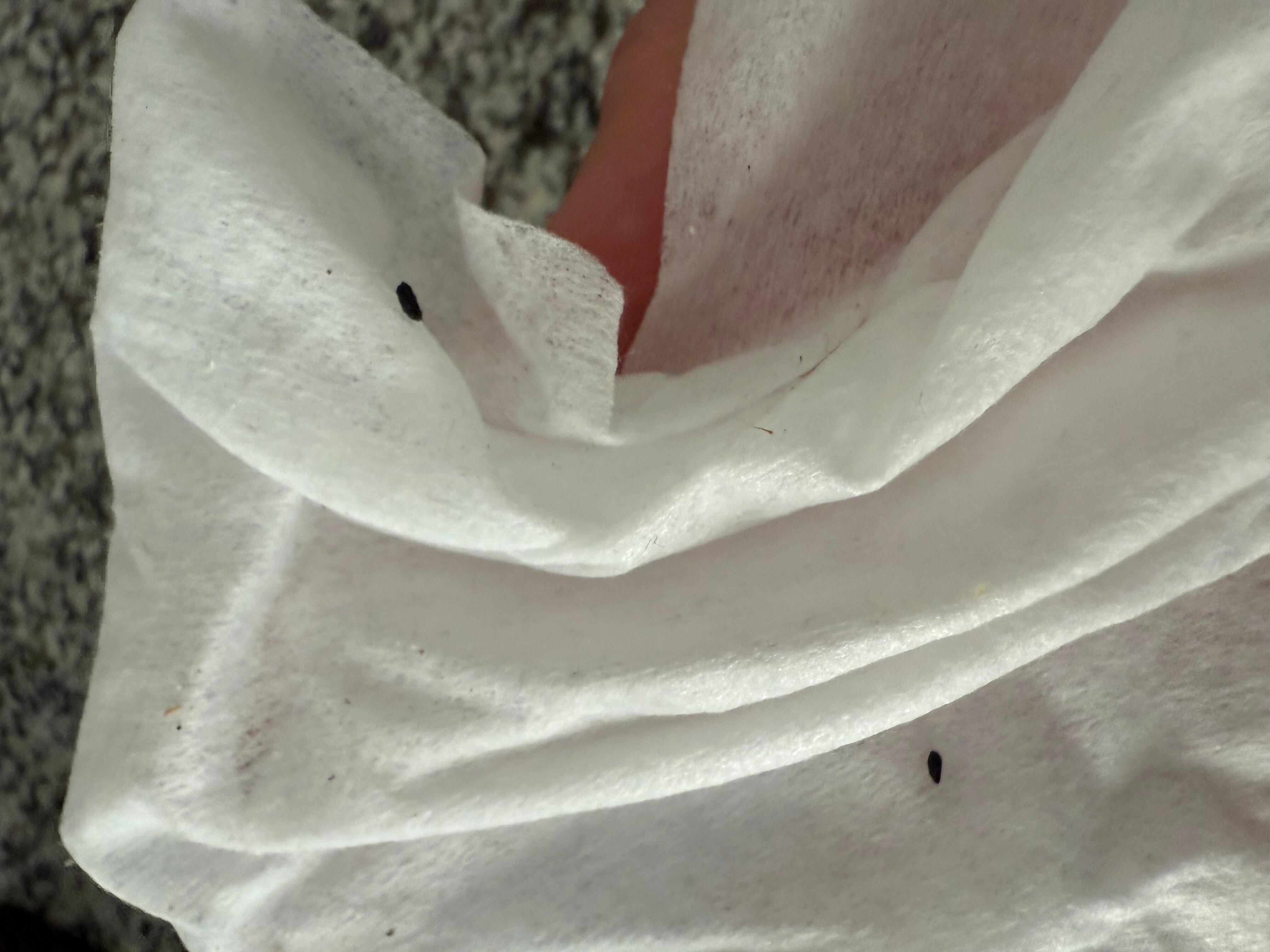 Mouse droppings while wiping up counters.
