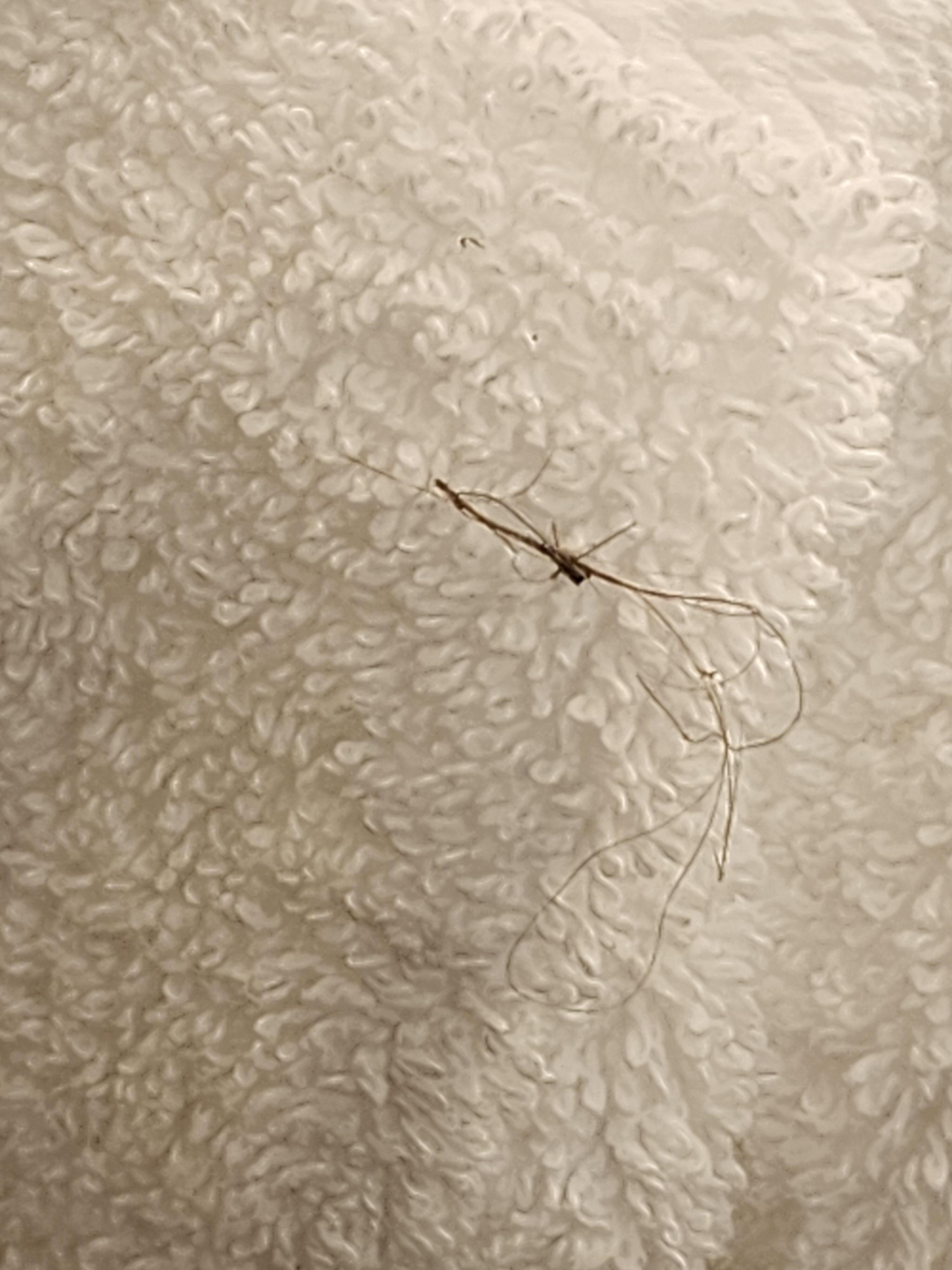 Hair in towels