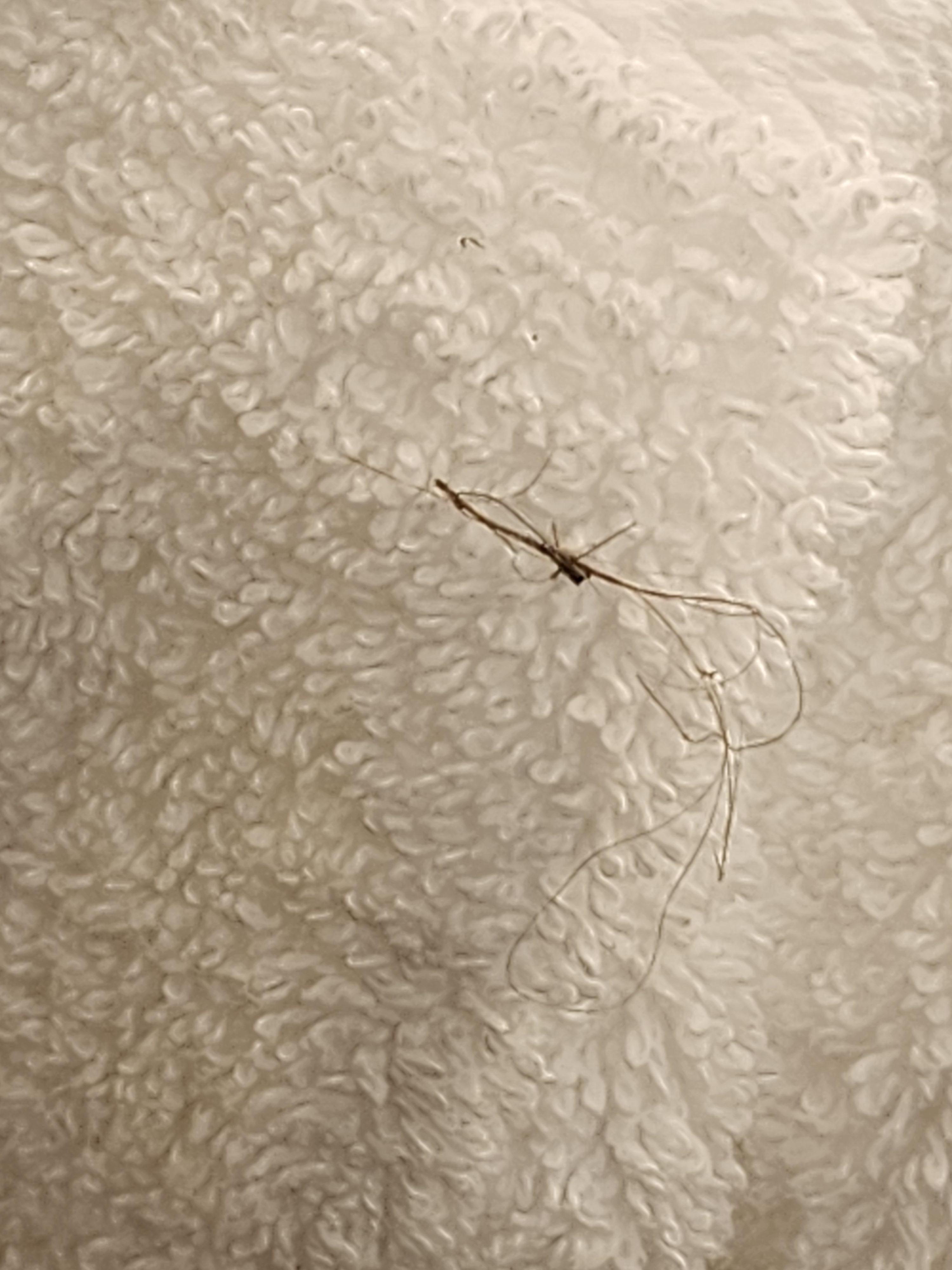Hair in towels