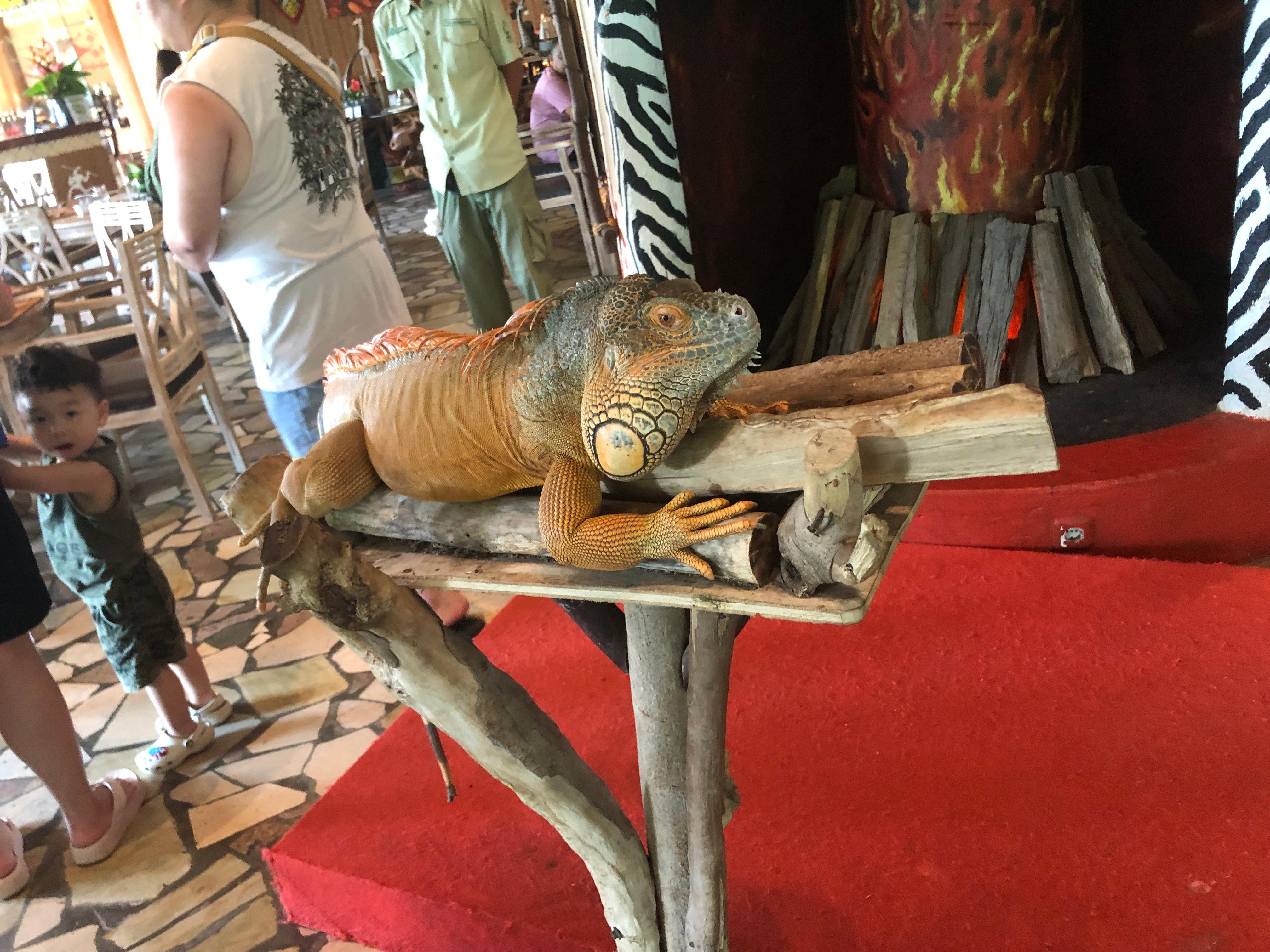 Iguana