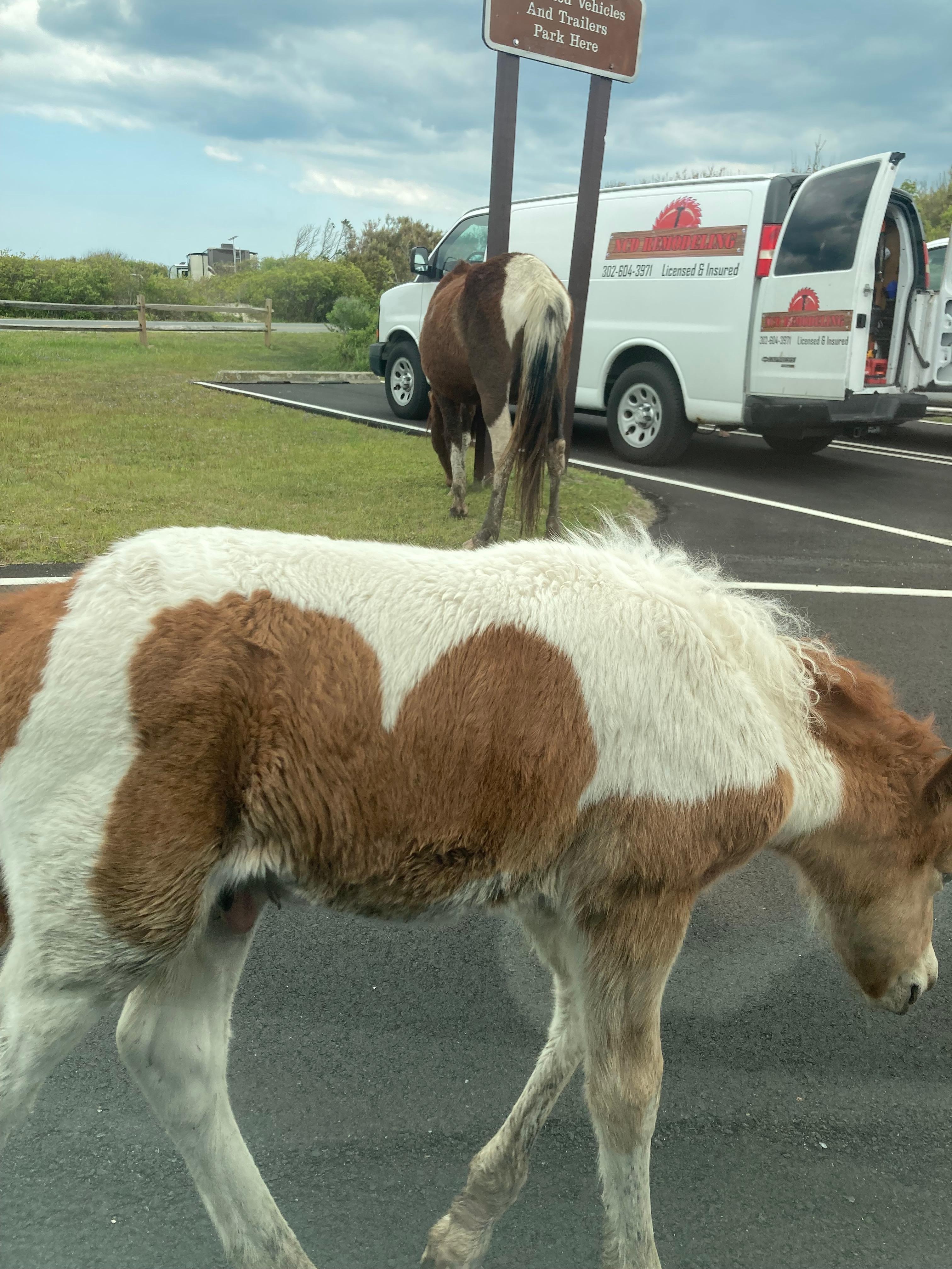 Assateague 