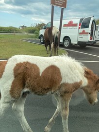 Assateague