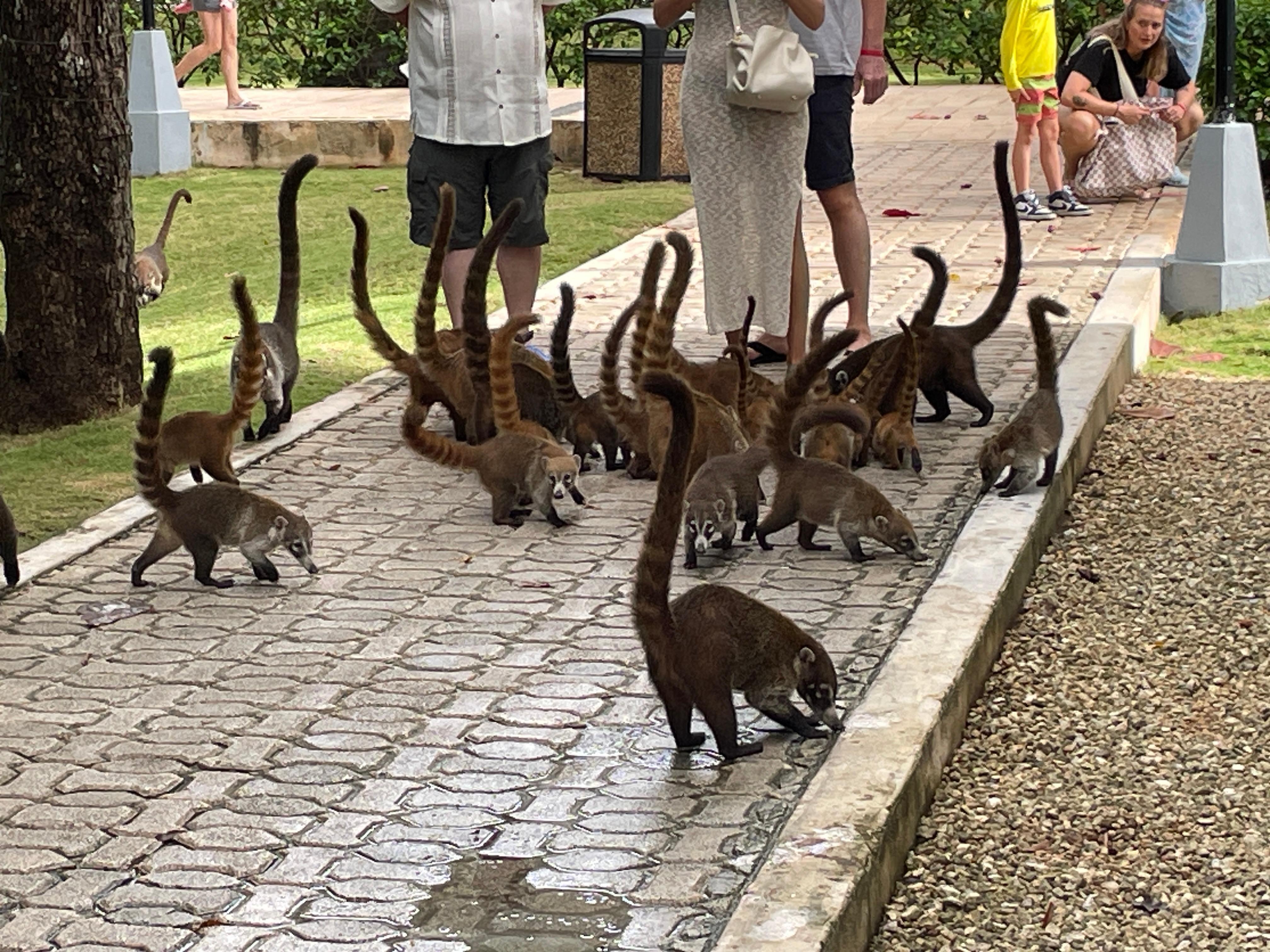 These are acoatimundi creatures...a multitude of them