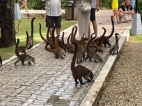 These are acoatimundi creatures...a multitude of them