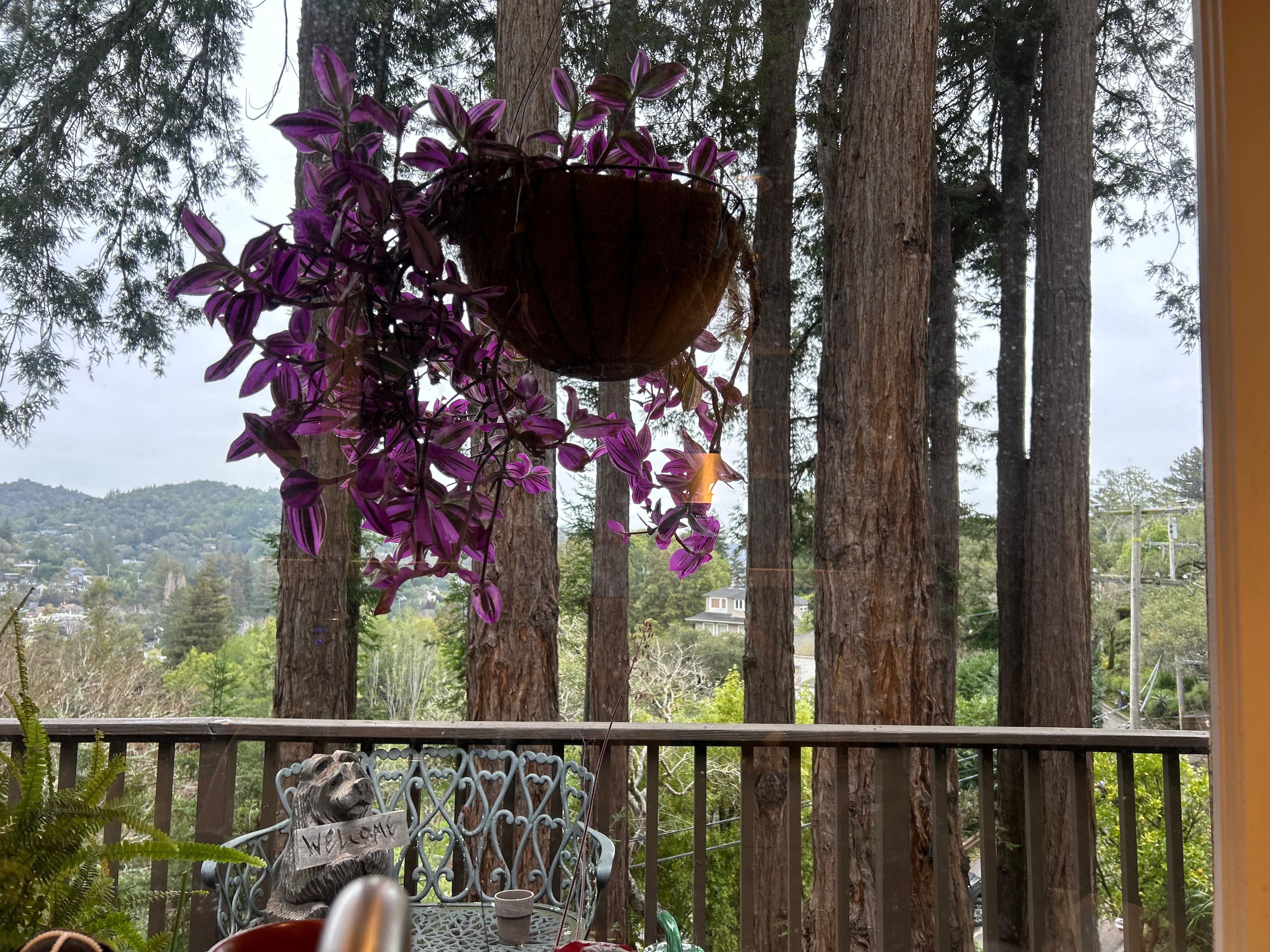 View out of kitchen window 