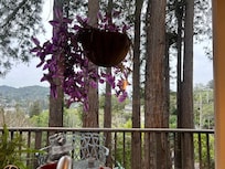 View out of kitchen window