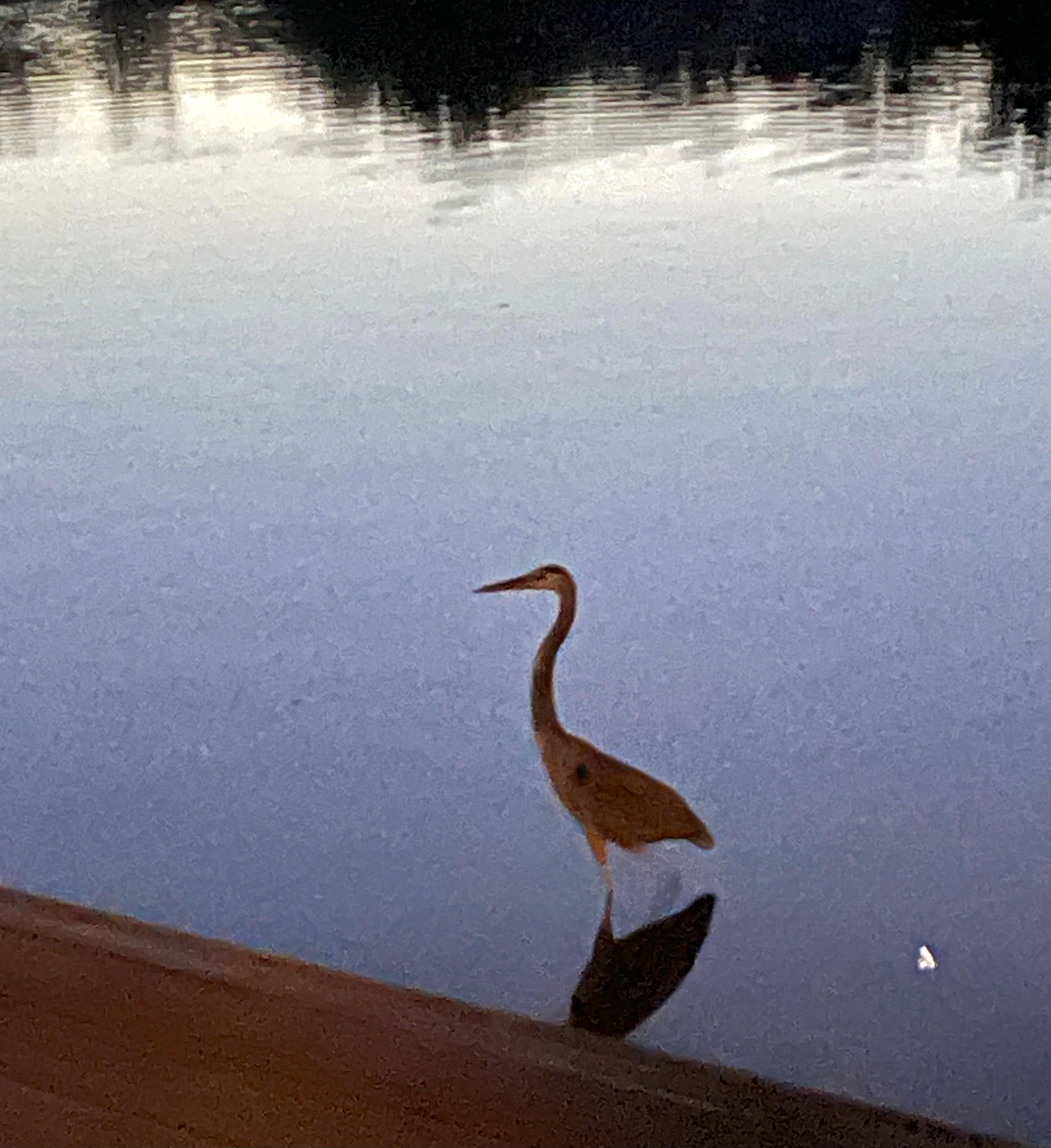 Elusive blue heron